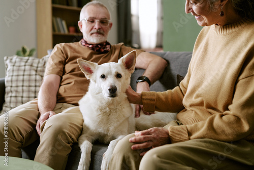 Photography Senior Caucasian man and senior Caucasian woman sitting on sofa petting large do