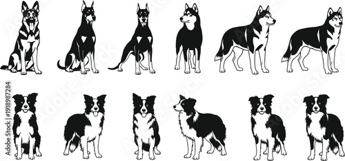 Black and white vector silhouette set of various dog breeds including German Shepherd Doberman Pinscher Siberian Husky and Border Collie for pet industry branding