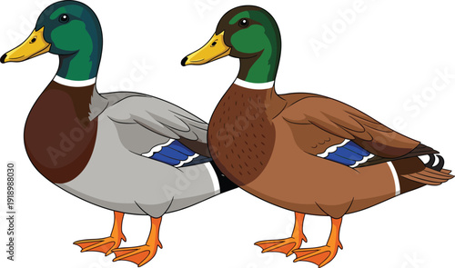 Flat vector illustration of two mallard ducks standing side by side, green heads, brown and gray plumage, orange feet, nature wildlife