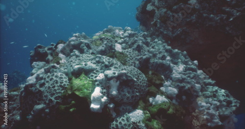 Bilde på lerret Underwater coral reef teeming with fish, sponge and coralline growth branching g