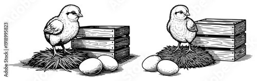 Hand drawn vintage illustration of a fluffy baby chick standing on a straw nest next to eggs and wooden crates