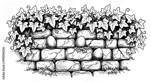 Vintage engraving style illustration of bird eggs hidden in an old stone wall with ivy leaves