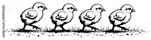 Hand drawn vintage illustration of a row of small baby chicks walking in nature