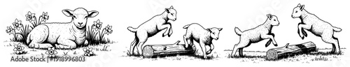 Set of cute baby lambs playing and jumping in a meadow in vintage engraving style