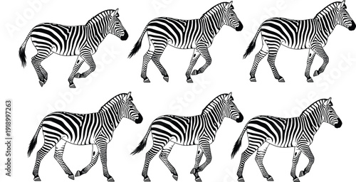 Walking zebra illustration set showing African wildlife animals with detailed black and white stripes in realistic vector art style