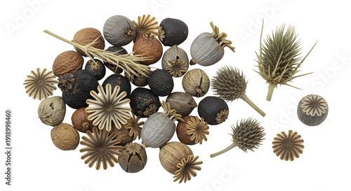 Botanical dried wild plant seed for garden and herbarium, isolated on white or transparent background. PNG