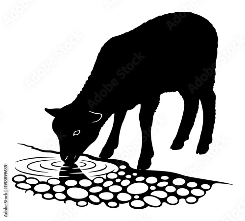 Silhouette of a young lamb drinking water from a pond with pebbles