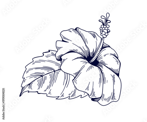 Hibiscus flower, old botanical drawing in vintage retro style. Floral blossom...