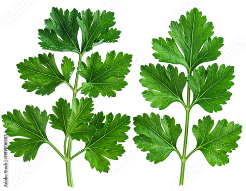 Parsley sprig isolated on a transparent background. High quality png image with transparency for graphic design, food market, and organic agriculture healthy diet nutrition cooking and the recipe.