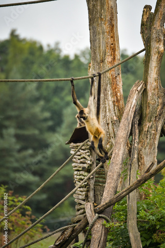 Wall Mural A spider monkey climbing on wooden structures and ropes, showing its agility and long tail