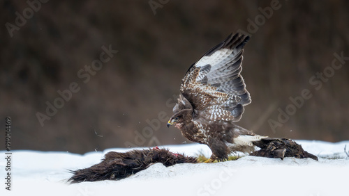 Foto Buse variable dévorant une carcasse en hiver dans la neige dans les montagnes de