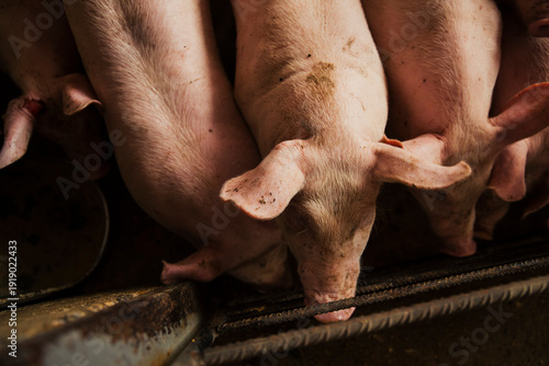 Foto Several domestic pigs gathered inside a concrete enclosure in a pig farming facility