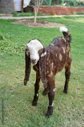 A brown goatling of the Kamori breed at full length. Close-up of a young animal of dairy and meat farming that stands on the grass in the backyard. A Pakistani-bred long-eard goat cub on a green lawn.