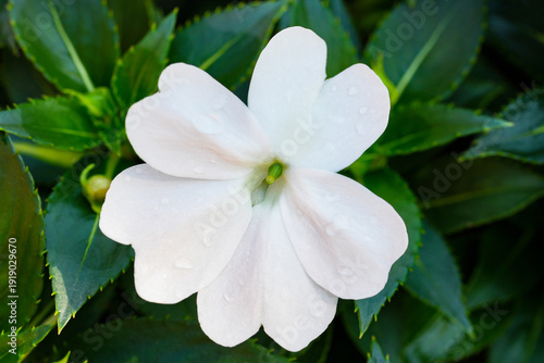White New Guinea impatiens flower, White impatiens hawkeri bloom with green leaves