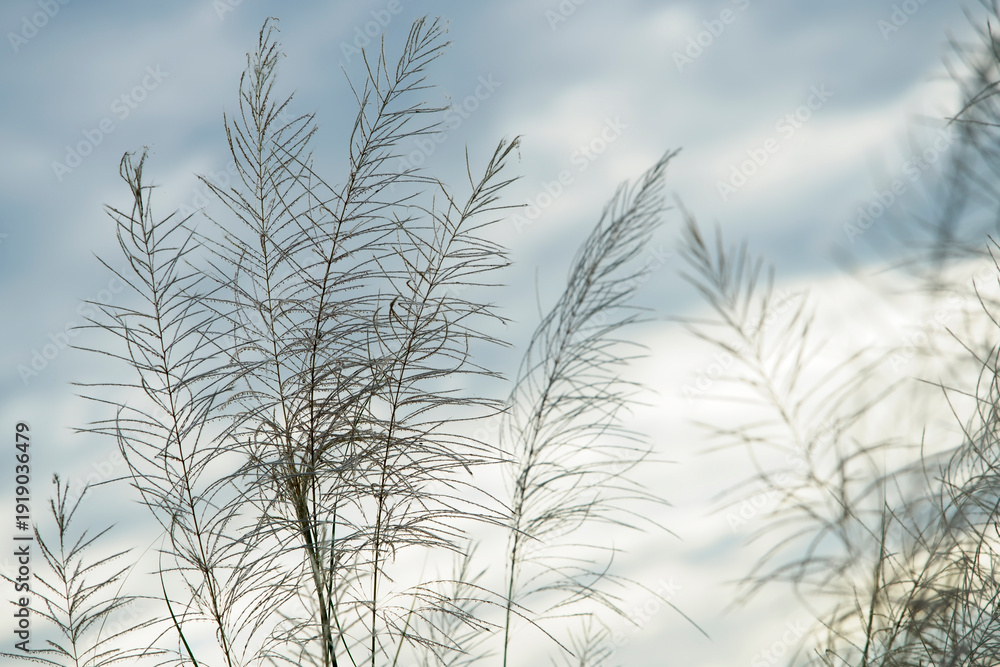 Obraz premium Delicate Grass Silhouettes Against Soft Blue Sky Background