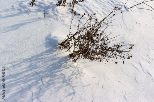 Dormant field plants stand defiant in a snowy landscape, bathed in crisp sun. A serene winter nature scene highlighting beauty in dormancy