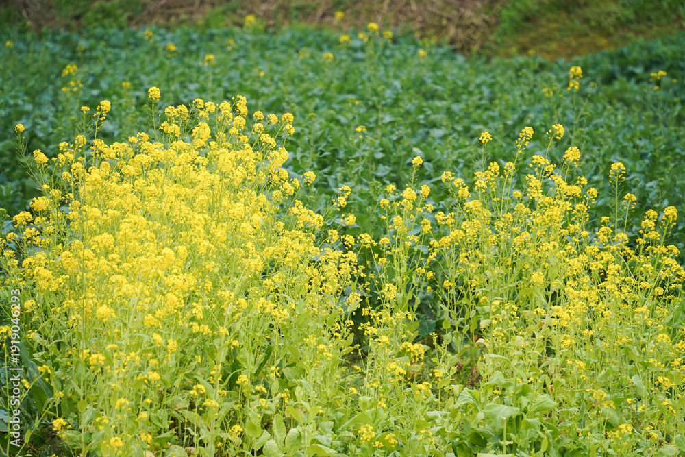 Obraz premium Field of yellow rapeseed flowers blooming in spring. Concept of agriculture, nature, farming, countryside, growth.