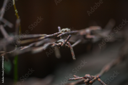 Rusty barbed wire close-up