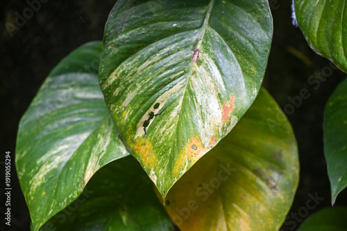 Variegated tropical leaf close-up