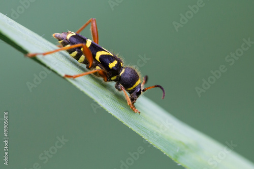 Photos Wasp beetle (Clytus arietis)
