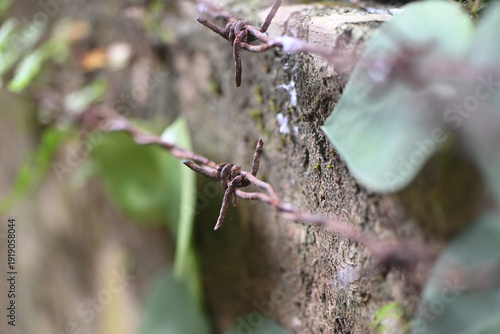 Rusty barbed wire on concrete wall with blurred leaves