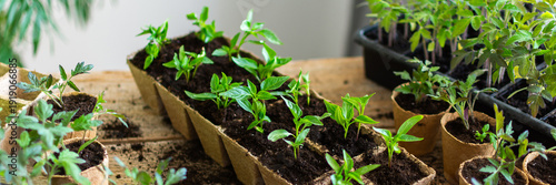 Tableau sur toile Bright green tomato and pepper seedlings are carefully pricked out from plastic
