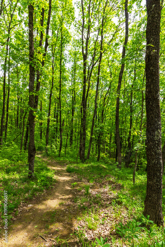 Fototapeta a path leading through the trees in a summer forest on a sunny morning