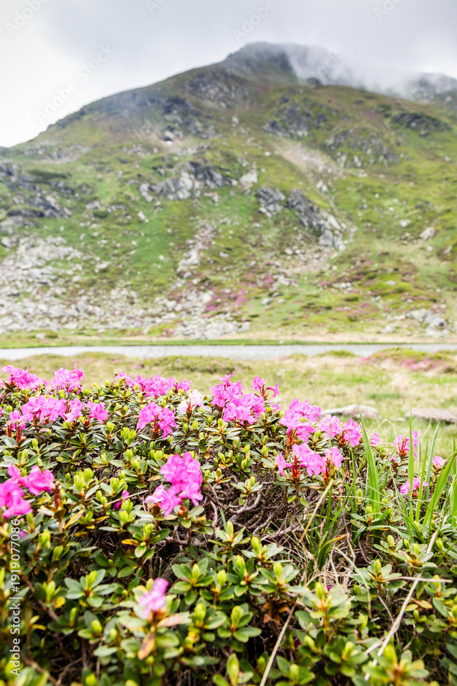 Obraz premium green landscape in Rodnei mountains Romania