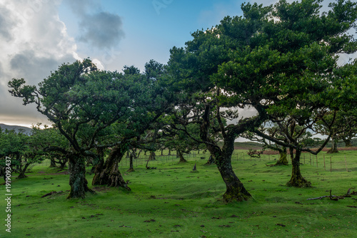 Tajemnicza polana ze starymi drzewami w zielonym krajobrazie Madery