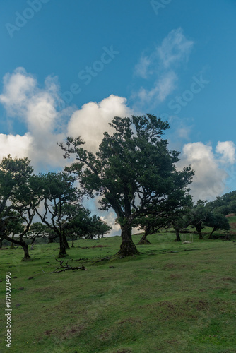 Mistyczny zagajnik starych drzew na zielonej łące Madery