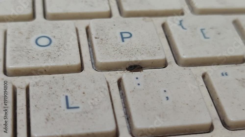 Cockroach crawling on keyboard