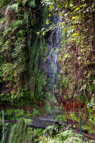 Ukryty wodospad w bujnym, wilgotnym lesie na Maderze