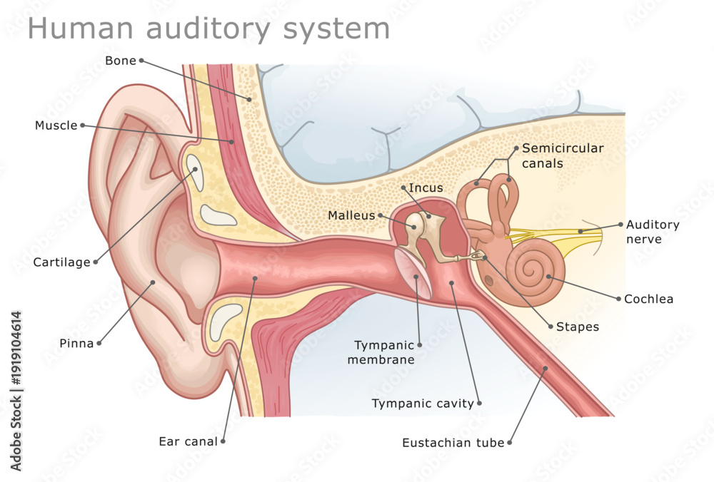 Φωτογραφία Human auditory system medical diagram