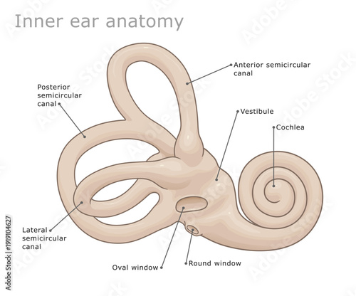 Anatomy of the human labyrinth (inner ear). Vector illustration. Ear Anatomy Series.