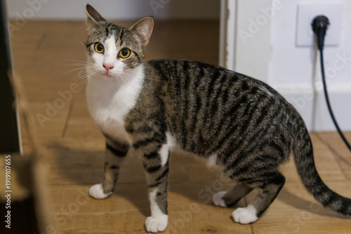 Wallpaper Mural Gato doméstico con expresión de curiosidad en interior Torontodigital.ca