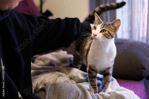 Gato doméstico mirando con afecto a su dueña no reconocible, Alcoy, España