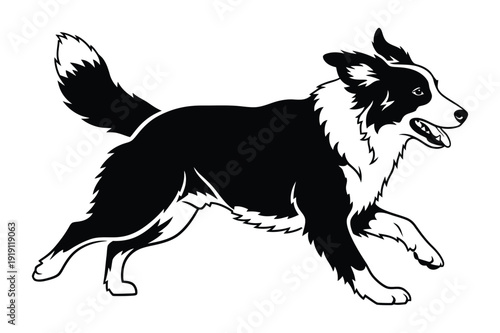 Running border collie dog, black and white illustration
