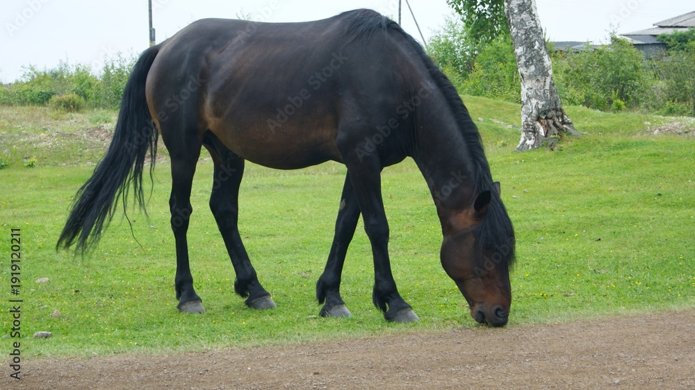 Fototapeta premium Single horse grazing on green meadow in rural countryside