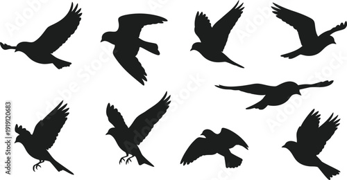 Collection of bird silhouettes in various flying positions showcasing different angles and movements on white background