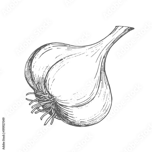 Garlic ink illustration. Vector ink styled handmade illustration. For packaging design, cards, cover, prints, product labels and fabric.