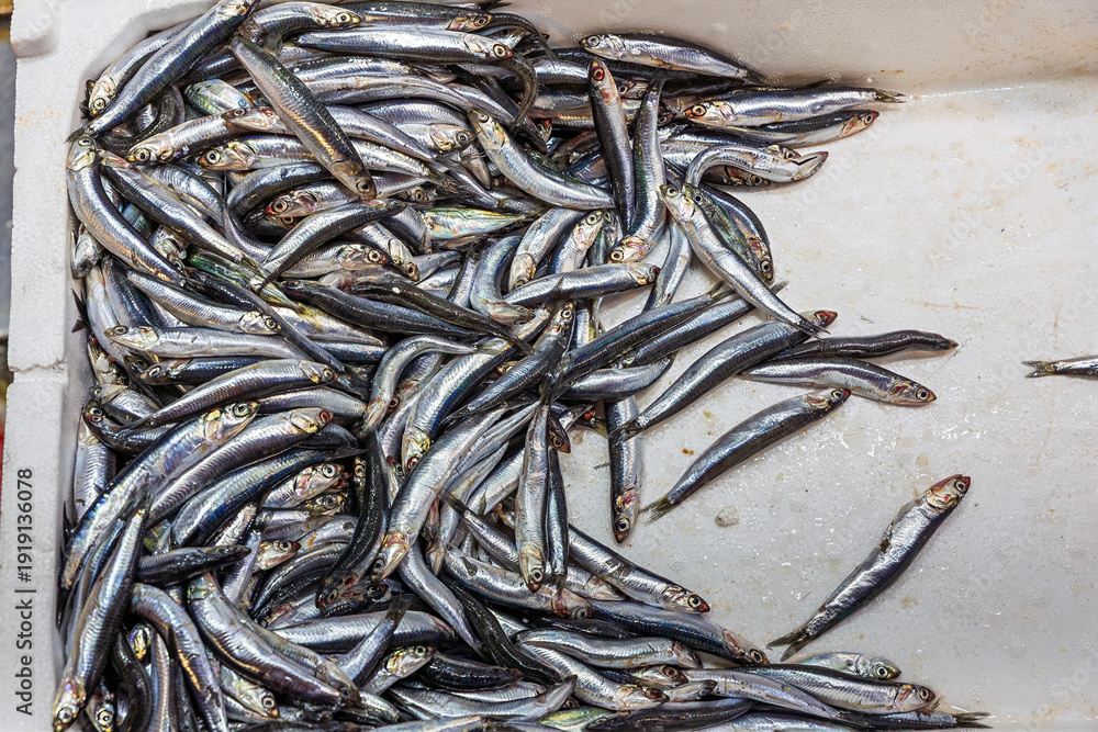 custom made wallpaper toronto digitalFresh Turkish Black Sea fish sold at Istanbul market near Bosporus with a variety of seafood available. ( turk.Taze balık- eng.Fresh fish)