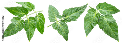 Fresh tomato leaves isolated on white background. File contains clipping path.