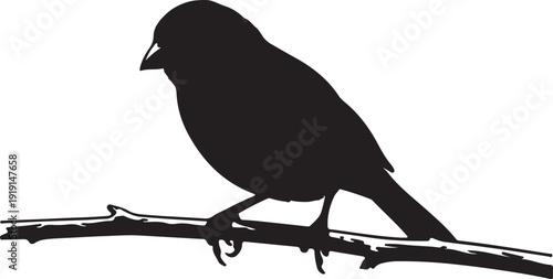 Canary in silhouette on white background.