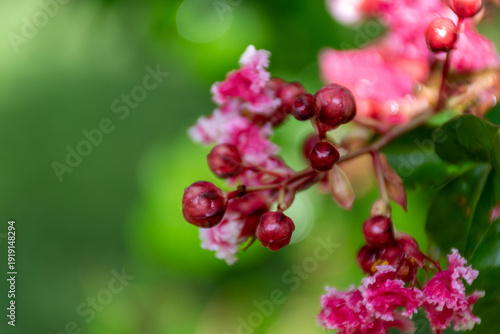 red currant berries
