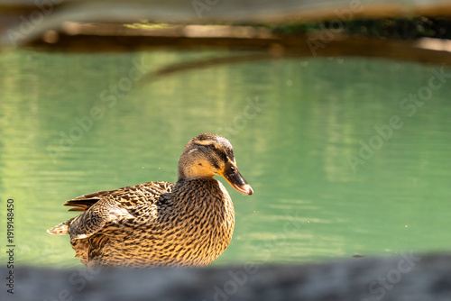 Framed Duck