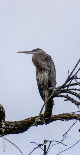 Heron on a Branch