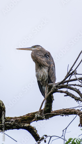Heron Chilling