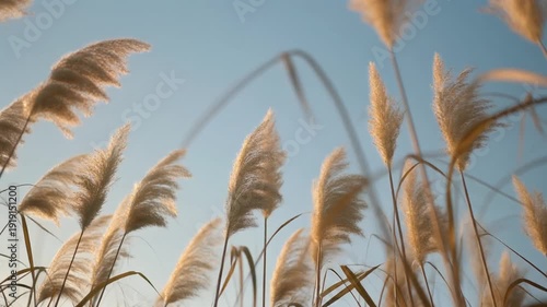 Golden Hour Grass reeds in the wind
