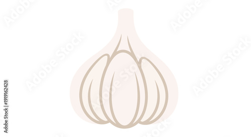 Garlic Bulb Illustration.