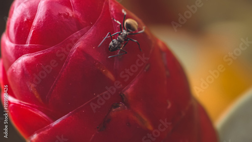 Wallpaper Mural A captivating close-up captures a small black ant meticulously navigating the vibrant red petals of a tropical ginger flower bud Torontodigital.ca